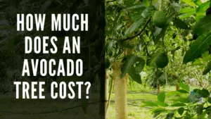 Avocado Tree cost