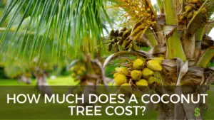 Coconut Tree cost