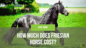 Friesian Horse cost