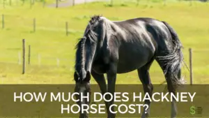 Hackney Horse cost