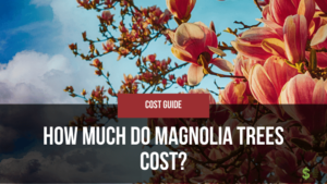 How Much Do Magnolia Trees Cost