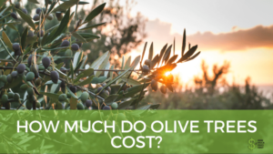 How Much Do Olive Trees Cost