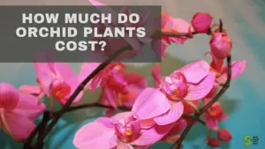 How Much Do Orchid Plants Cost