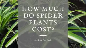 How Much Do Spider Plants Cost