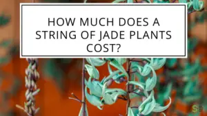 How Much Does A String of Jade Plants Cost