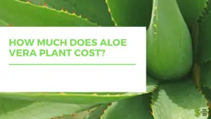 How Much Does Aloe Vera Plant Cost