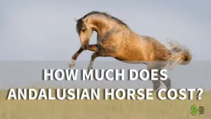 How Much Does Andalusian Horse Cost