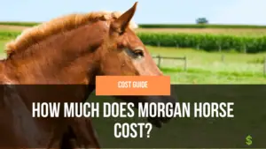 How Much Does Morgan Horse Cost