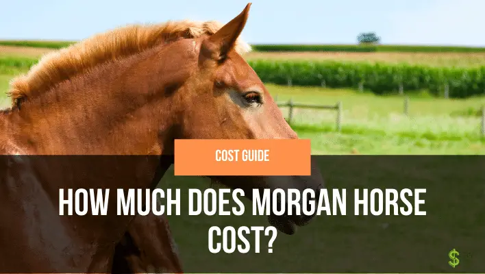 how-much-does-morgan-horse-cost-how-much-does-cost