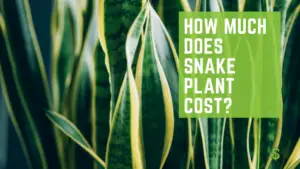 How Much Does Snake Plant Cost