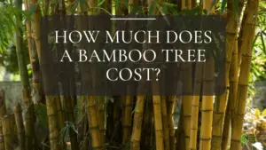 How Much Does a Bamboo Tree Cost