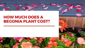 How Much Does a Begonia Plant Cost
