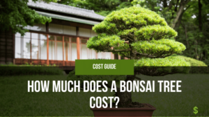 How Much Does a Bonsai Tree Cost