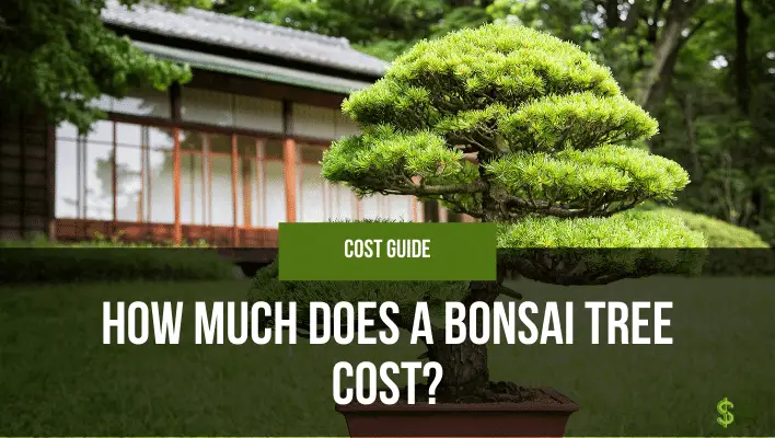  How Much Does Bonsai Tree Cost  The ultimate guide 
