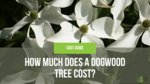 How Much Does a Dogwood Tree Cost