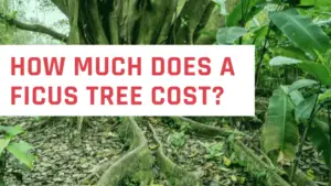 How Much Does a Ficus Tree Cost