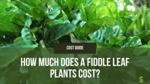 How Much Does a Fiddle Leaf Plants Cost