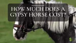 How Much Does a Gypsy Horse Cost