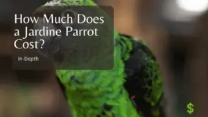 How Much Does a Jardine Parrot Cost