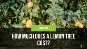 How Much Does a Lemon Tree Cost