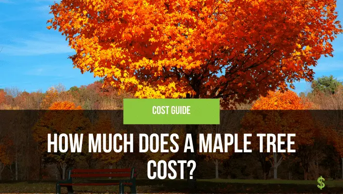 How Much Does a Maple Tree Cost? - How much does cost?