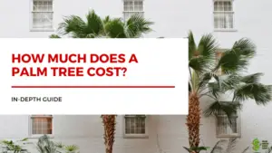 How Much Does a Palm Tree Cost?