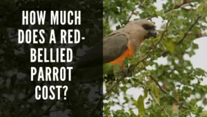 How Much Does a Red-Bellied Parrot Cost