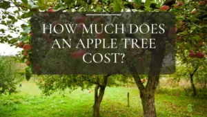 How Much Does an Apple Tree Cost