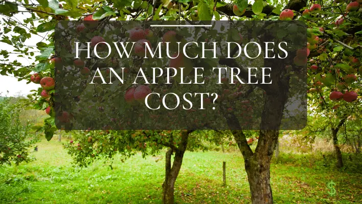 how-much-does-an-apple-tree-cost-final-how-much-does-cost