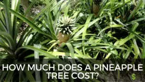 How Much does a Pineapple Tree Cost