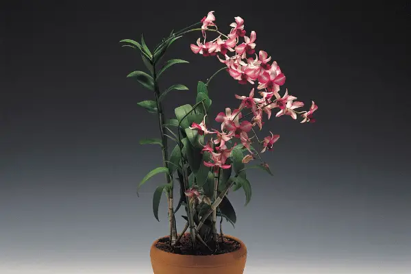 Orchid Plants Cost 