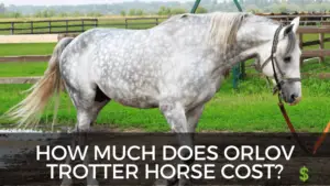 Orlov Trotter Horse cost