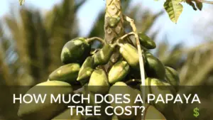 Papaya Tree cost