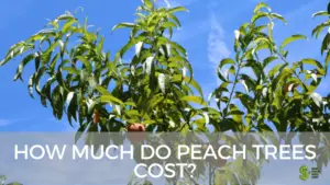 Peach Trees cost