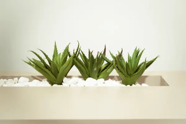  Aloe Vera Plant Cost 