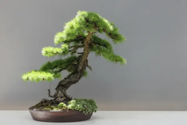 Bonsai Tree Cost 