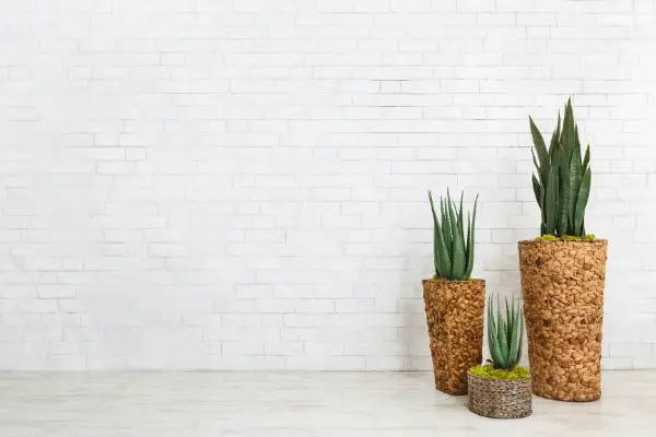 snake Plant Cost