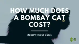 Bombay Cat cost