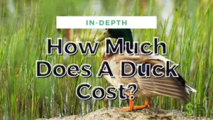 Duck Cost