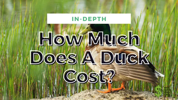 how-much-does-a-duck-cost-in-depth-guide-how-much-does-cost
