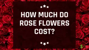 How Much Do Rose Flowers Cost