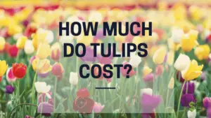 How Much Do Tulips Cost