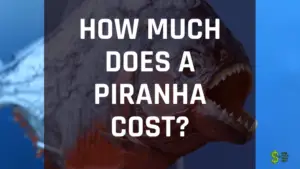 How Much Does A Piranha Cost