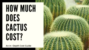 How Much Does Cactus Cost