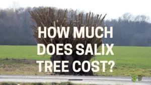 How Much Does Salix Tree Cost