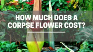 How Much Does a Corpse Flower Cost