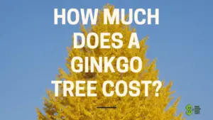 How Much Does a Ginkgo Tree Cost