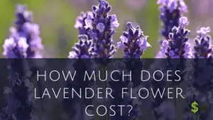 Lavender Flower Cost