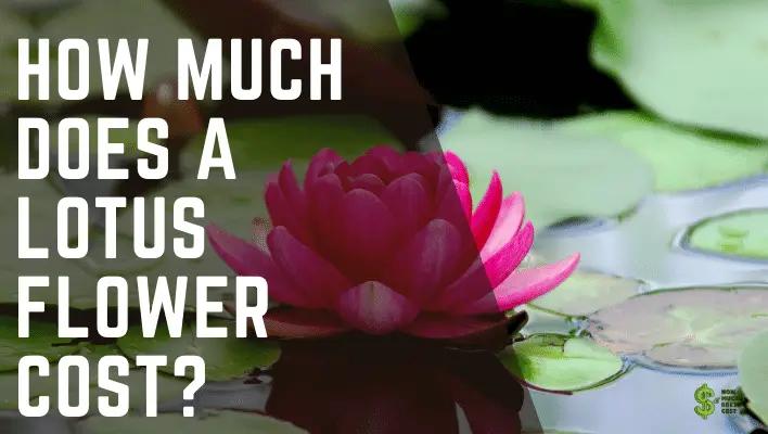 How Much Does a Lotus Flower Cost? (In-Depth) - How much does cost?