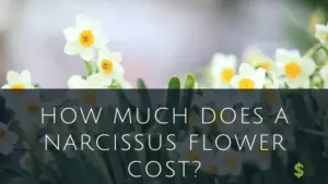 Narcissus Flower Cost (